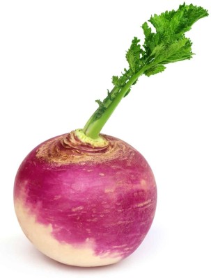 MYLAWN Turnip Purple Ball Seed(2000 per packet)