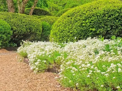 Aro Candytuft Seed(101 per packet)