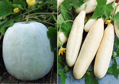 ActrovaX Ash Gourd Mithai Petha and Cucumber White Long Seed [10gm Seeds] Seed(10 g)
