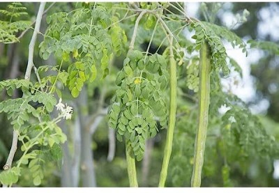 Aywal Moringa seeds Drumstick Seeds (Saijan ki Phalli,Saragavo) Hybrid Seed(60 per packet)