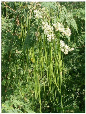 RSLT Organic Drumstick (shejan) Moringa Oleifera Seed(250 per packet)