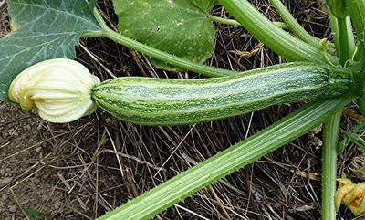 WILLVINE XLR-433 COCOZELLE SQUASH Italian Zucchini Seed(100 per packet)