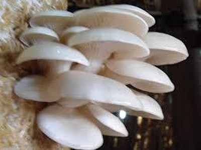 sirian oyester mushroom seeds Seed(15 per packet)