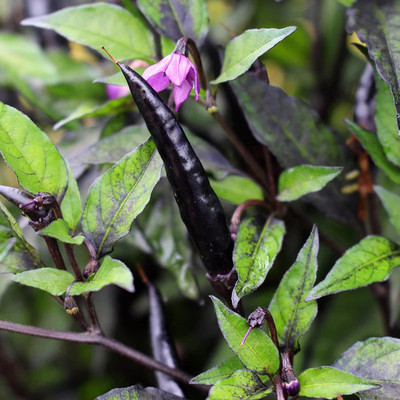 abiswas Black Prince Chilli Pepper Imported Seed(790 per packet)