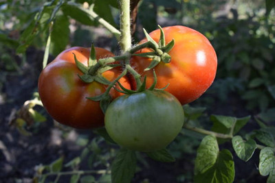 BrijBooti tomato Seed(85 per packet)