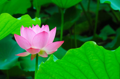 MAA lotus,kamal seeds Seed(5 per packet)
