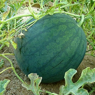 Aywal Water Melon, Tarbuj, Tormuj Seed(750 per packet)