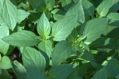 VibeX ® XXL-13 Sweet Dani Basil Seed(1000 per packet)