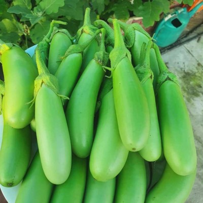 Arshiayat Long Brinjal Seeds For Home Garden, Brinjal-F1-Green Hybrid 129 Seed(129 per packet)