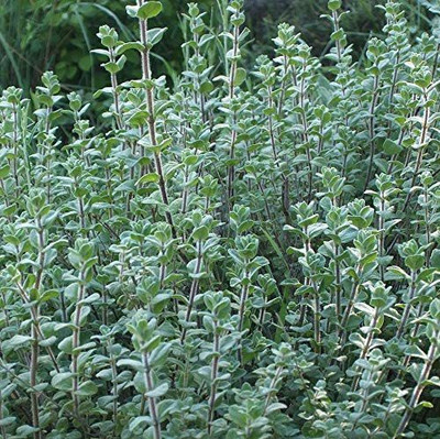 CYBEXIS VXI-2 - Italian Oregano (origanum vulgare) - (150 Seeds) Seed(150 per packet)