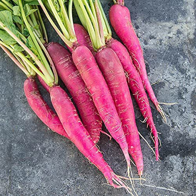 VibeX Vegetable Radish Red (लाल गाजर) Long For Home and Gardning Winter(1000 Seeds) Seed(1000 per packet)