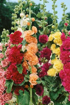 Lorvox Hollyhock Mixed Color Seed(50 per packet)