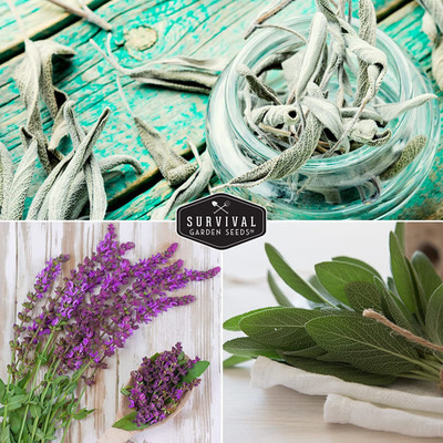 VibeX HUA-82 - White SageCulinary SageBlue Sage - (150 Seeds) Seed(150 per packet)