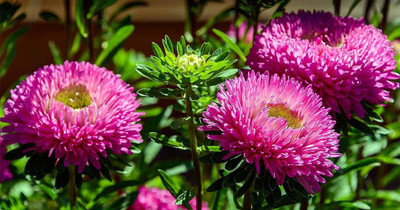 CYBEXIS Flower Seeds |Aster Mixed Colour | F1 Hybrid Flower Seed(1 g)
