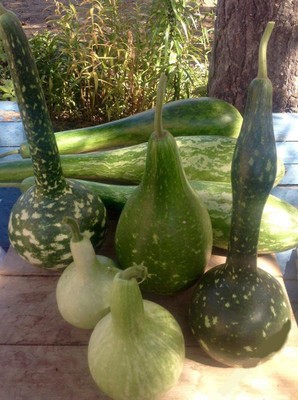 VibeX LX-13 - Ornamental Birdhouse Bottle Gourd - (300 Seeds) Seed(300 per packet)