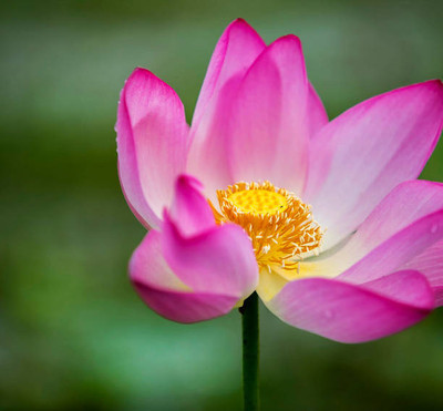 Kofy lotus,kamal gatta Seed(10 per packet)