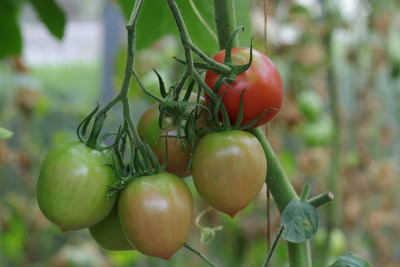 ErTh tomato Seed(140 per packet)