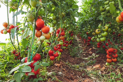 greenhut tomato Seed(60 per packet)