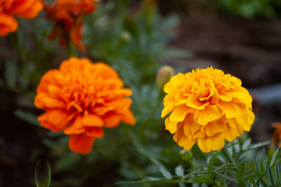 SIDDHARTH FISH FARM marigold/gende ka phool flower seeds Seed(75 per packet)