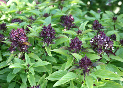 VibeX ® XXL-2 Basil Queenette Seeds Seed(1000 per packet)
