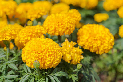 Just Jaivik marigold/gende ka phool flower seeds Seed(50 per packet)