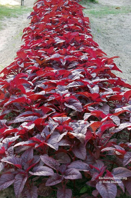 seedito Red spinach seeds for planting/red kerala spinach seeds Seed(225 per packet)