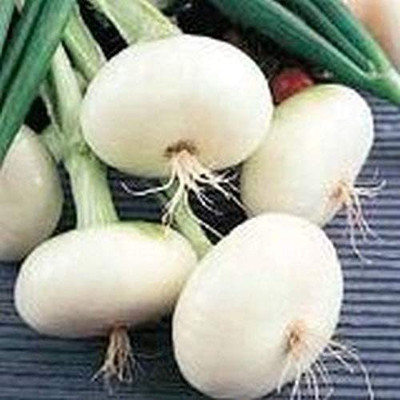 VibeX ® LXI-542 Onion - Pompeii - Italian flat cipollini - Very Tasty Seed(1000 per packet)