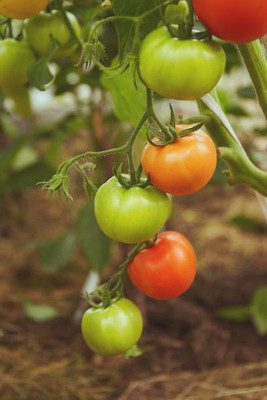 ZENISO tomato Seed(115 per packet)