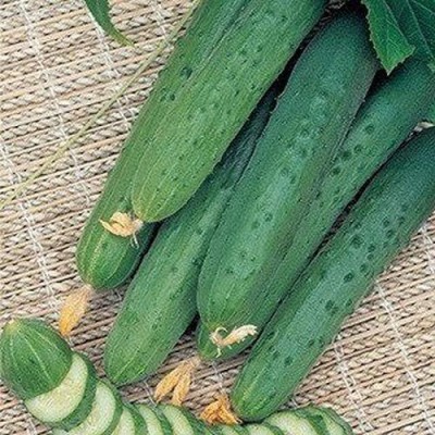 Qualtivate XXX-8A Indoor Cucumber Self-Pollinated April F7 Seed(300 per packet)