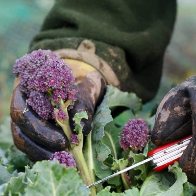 CYBEXIS Hybrid Purple Broccoli Seeds500 Seeds Seed(500 per packet)