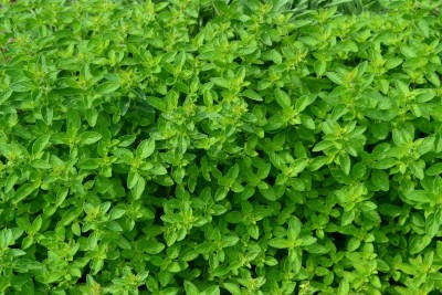 KNESSiN Oregano Italian - Origanum VULGARE-100 x[400 Seeds] Seed(400 per packet)