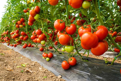 LPR TOMATOO,TAMATARR Seed(50 per packet)
