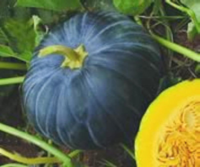 WILLVINE Hybrid Pumpkin KRISHNA F1 Dark Green High Yield Seeds-[50 Seeds] Seed(50 per packet)