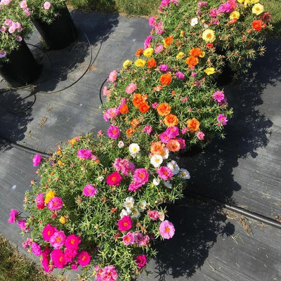 XOLDA Exotic portulaca Seed(15 per packet)
