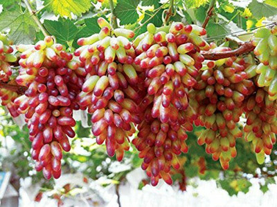 Aywal Grapes Fruit, Black Grapes Seed(10 per packet)