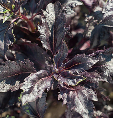 Qualtivate PAU-11 Basil 'Purple Ruffles' (Ocimum Basilicum) Seed(1000 per packet)