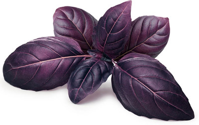 Qualtivate VXI-1 Red Basilicum Ocimum Seed(1000 per packet)
