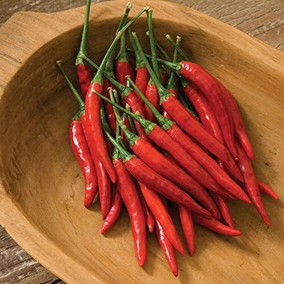 Qualtivate PUA-6A Thai Dragon Chilli Pepper | Non-GMO Non-Hybrid Seed(300 per packet)