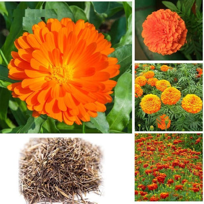 the green dotcom Genda phool (marigold) Seed(60 per packet)