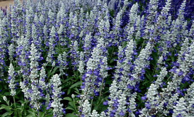 XOLDA Exotic salvia mix Seed(43 per packet)