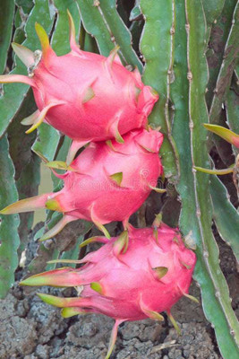 Oliver f1 QUALITY dragon fruit Seed(60 per packet)