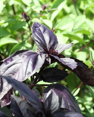 Qualtivate Red Rubin Basil Seeds Seed(1000 per packet)