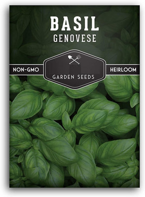 VibeX LXI-5 - Genovese Sweet Basil - (4500 Seeds) Seed(4500 per packet)