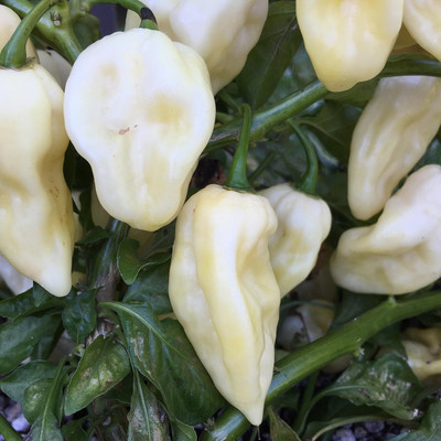 Qualtivate PUA-4A Bhut Jolokia (Multi) Chilli Seed(300 per packet)