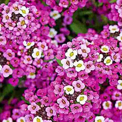 Aywal Alyssum Mixed Hybrid Flower Seed(70 per packet)