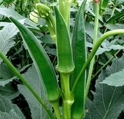 LiveNature Vegetable Seeds | Bhindi/ Ladies Finger Seeds | Desi Seeds | Home Garden Seed(30 per packet)