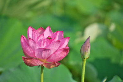 Iris Hybrid Seeds lotus,kamal gatta Seed(10 per packet)