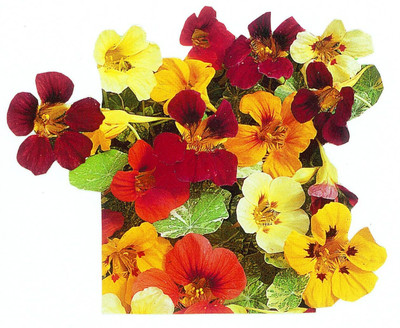Aywal Nasturtium Dwarf Single Mixed Flower Seed(25 per packet)