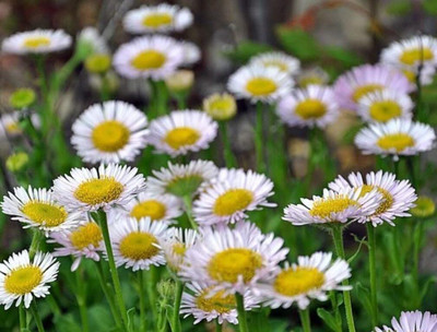 Qualtivate LX-39 Hybrid Seaside daisy Seeds (Erigeron glaucus Albus) Seed(50 per packet)