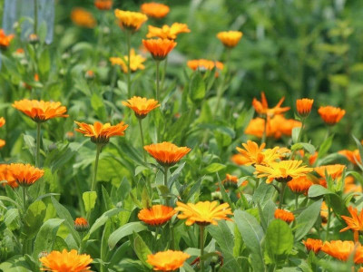 Lippy Calendula (Pot Marigold) Seed(70 per packet)